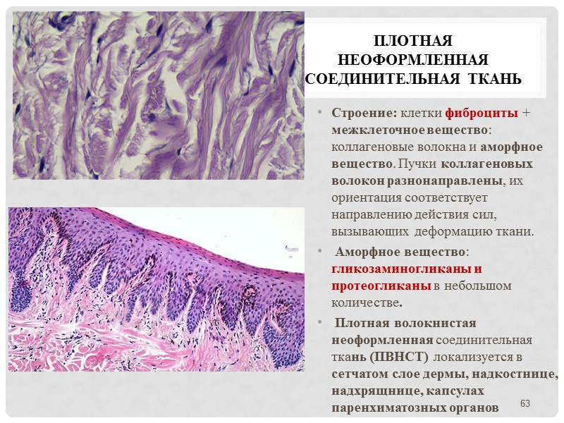 Плотная неоформленная  соединительная ткань Строение: клетки фиброциты + межклеточное вещество: коллагеновые волокна и